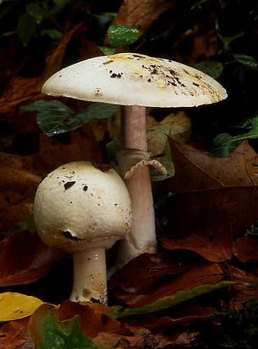 Agaricus silvicola